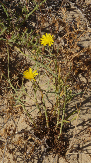 Sonchus maritimus- Grespino marittimo